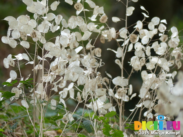 FZ021558 Annual honest (Lunaria annua)